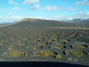 Tpicos viedos de Lanzarote
